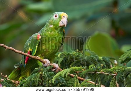 Cute Green And Yellow Parrot Perching On A Branch