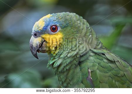 Cute Portrait Of Green And Yellow Parrot Perching
