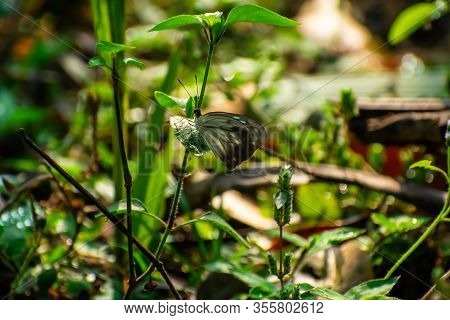 Appias Libythea, The Striped Albatross, Is A Small Butterfly Of The Family Pieridae, Which Is Found 