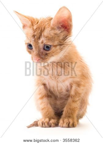 Изолированные котенок