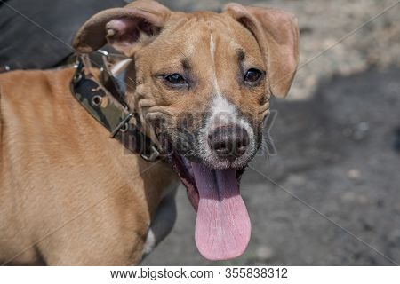 Portrait Of A Rootless Dog Close Up