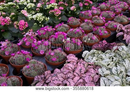 Variety of mini plants at the market for sale 