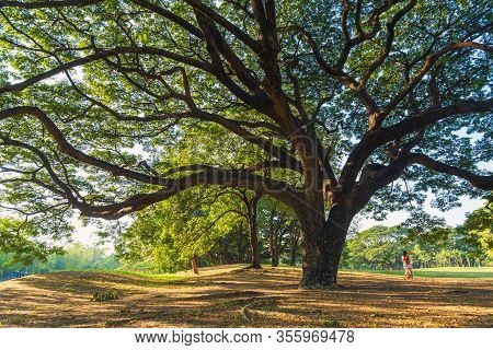 The Greenery Leaves Branches Of Big Rain Tree Sprawling Cover On Dry Leaves And Meadow Under Sunshin