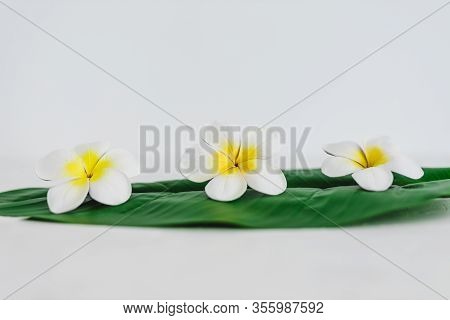 Monoi Flowers On Tropical Green Leaf On Calming White Background