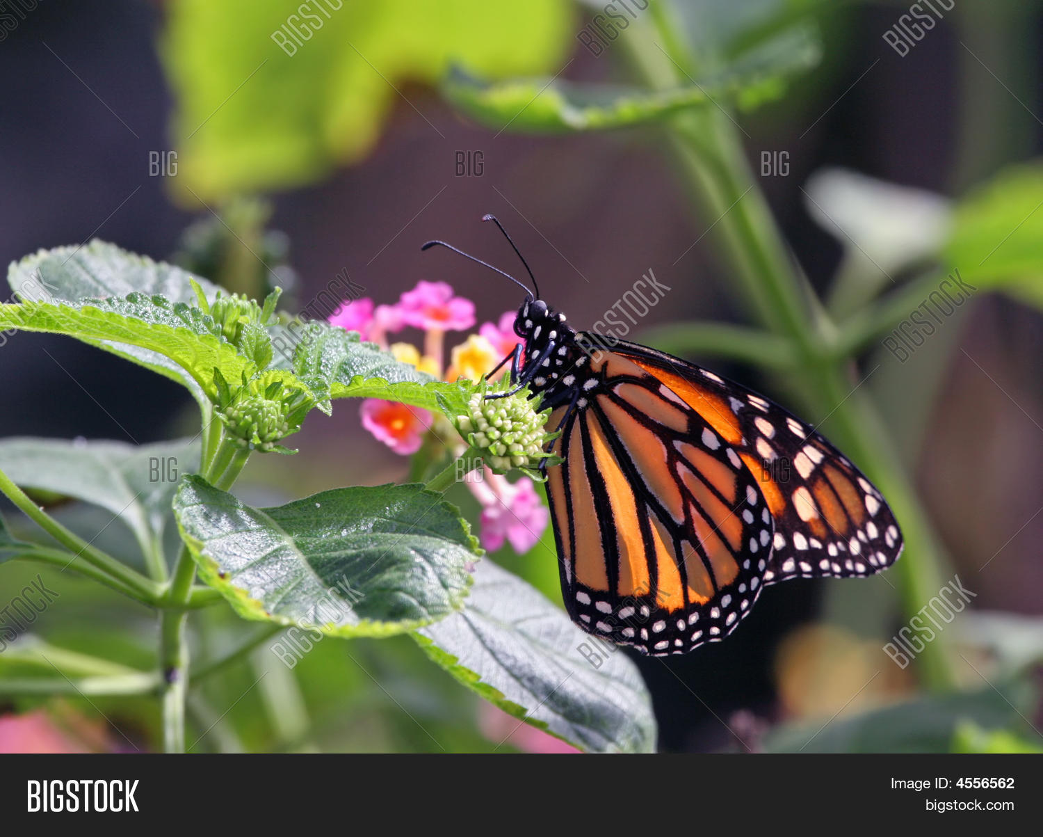 Image Preview