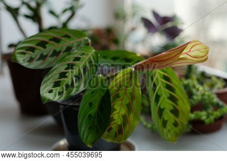 Prayer Plant On A Windowsill. Maranta Flower Surrounded By Other Houseplant. Green Leaves With Dark 