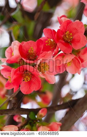 Macro Of Bright Red Spring Flowering Japanese Quince Or Chaenomeles Japonica On The Blurred Garden B