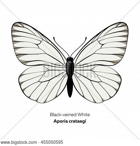 Black-veined White Butterfly, Aporia Crataegi, Vector Illustration