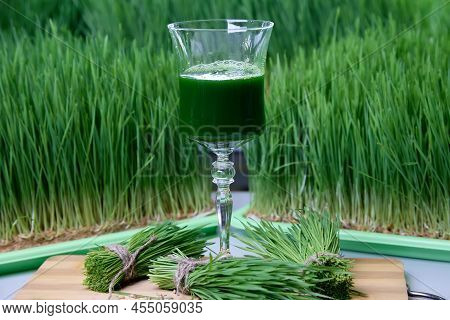 Filled With Green Vitrgrass Juice Glass Stands Between Bunches Greenery Against Background Substrate