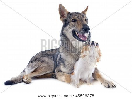 Tjeckoslovakisk varghund och Chihuahua