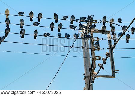 Electricity Poles And High Voltage Cables On The Poles. Birds Pigeons Perched At Electric Poles. Bir