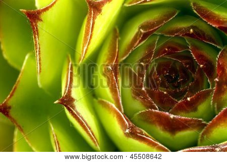 แมโคร Sempervivum