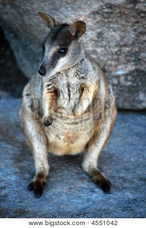 Rockwallaby