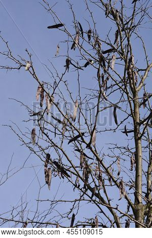 Thornless Honey Locust Branches With Seed Pod