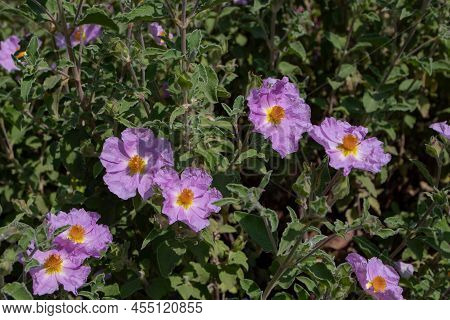 Cistus Creticus Or Pink Rock-rose Or Hoary Rock-rose Flowering Plant In The Sunny Garden