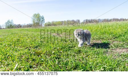 A Lost Curious Fluffy Gray Kitten Runs Through A Green Field Looking For Its Mother