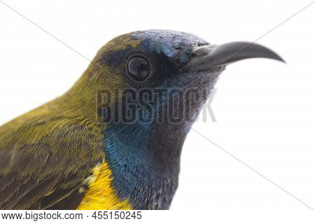 Male Olive-backed Sunbird - Cinnyris Jugularis, ( Nectarinia Jugularis) Or The Yellow-bellied Sunbir