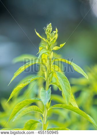 Young Plants With Green Fresh Shoots Of Spiraea Salicifolia, Or Bridewort, Willowleaf Meadowsweet