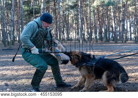 German Shepherd Holds Bite Sleeve In Its Mouth. An Adult Male Swings To Strike The Dog With A Stick.