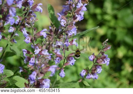 Bumblebees On Bright Purple Blooming Sage Bush