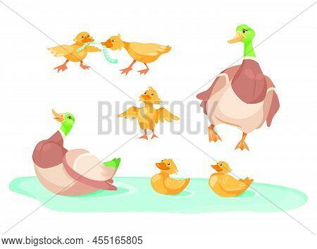 Duck With Cute Ducklings In Pond Cartoon Illustration Set. Little Yellow Ducks Fighting For Worm, Fo