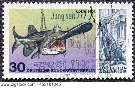 Germany-berlin - Circa 1977: A Postage Stamp From Germany-berlin, Showing A Paddlefish Polyodon Spat