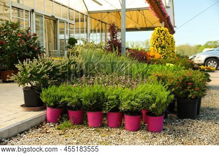 Many Different Potted Plants Near Garden Center