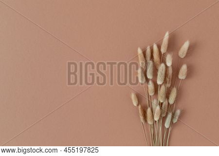 Dry Fluffy Bunny Tails Lagurus Grass Flowers On Beige Background. Floral Minimal Home Interior Desig