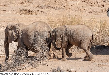 Closeup Of Two African Desert Elephant - Loxodonta Africana- Wandering In The Desert In North Wester