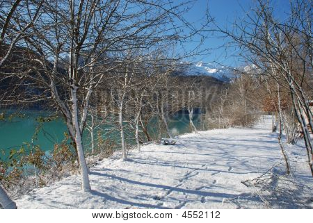 Lakeside ağaçlar karda