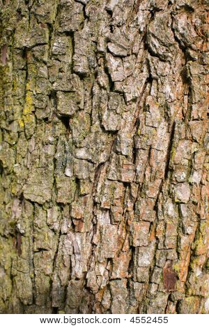 Brown Bark