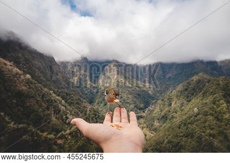 Small Madeiran Chaffinch Has Flown To The Man's Hand For Food Crumbs And To See If He Is Safe. Fring