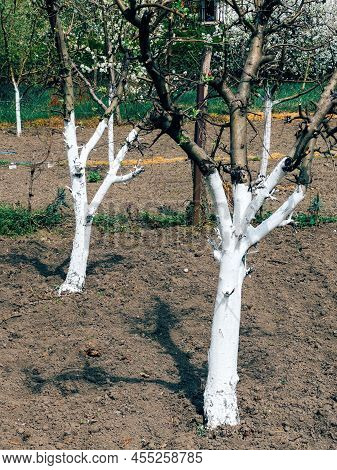 Fruit Orchard Trees Painted White With Water-based Latex Paint For Protection