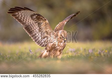 Common European Buzzard (buteo Buteo) Raptor Bird Perched In Grassy Yard With Spread Wings And Looki