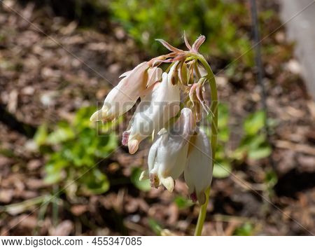 Macro Shot Of Delicate, Dangling Creamy White, Heart-shaped Flowers Of The Fern-leaf Bleeding Heart 