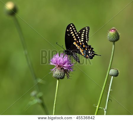 Farfalla nera Macaone (Papilio polyxenes)