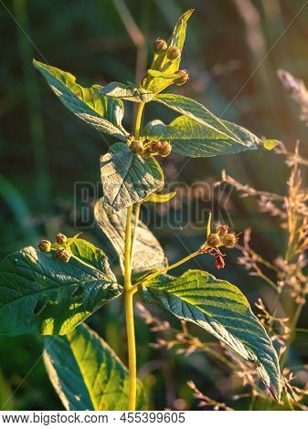Photo Of A Young Anagallis Plant In A Sunset Lights In A Forest