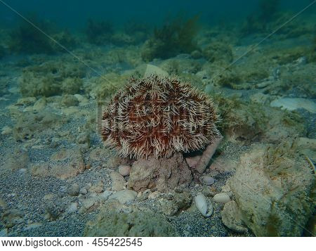 White Sea Urchin Or West Indian Sea Egg (tripneustes Ventricosus) Undersea, Atlantic Ocean, Cuba, Va