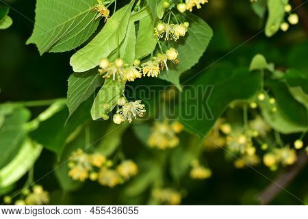 Lime Tree  Very Nice Blossoms Close Up