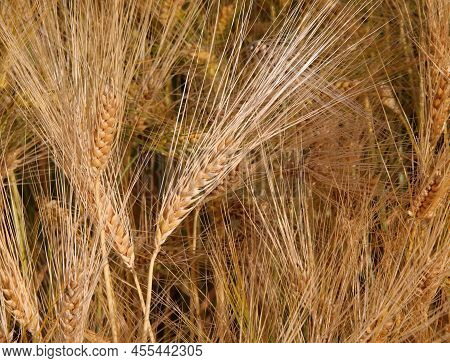 Golden Ears Of Wheat Ripening In The Field Cultivated With Cereals In Summer
