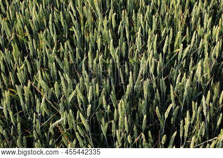 Many Green Ears Of Wheat Ripening In The Cultivated Field Almost Ready To Harvest