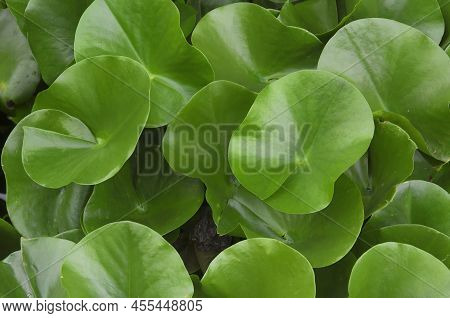 Green Water Hyacinth Leaves, Pontederia Crassipes In A Water Pond In Zhenjiang China.