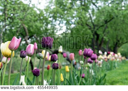 Multi-colored Tulips Bloom In The Spring Garden. Tulips Gesner's.