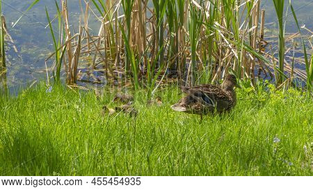 Little Ducklings With Mom Duck In Green Grass. Breeding Season In Wild Ducks. Duck With Chicks. Fluf