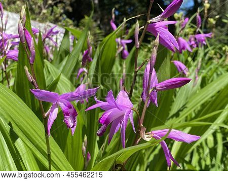 Hyacinth Orchid (bletilla Striata, Syn. B. Hyacinthina, Bletia Hyacinthina), Chinese Ground Orchid, 