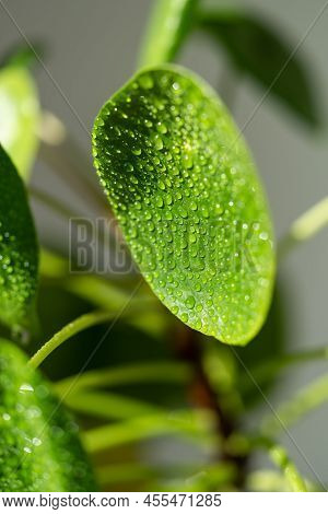 Closeup Of Pilea Peperomioides Houseplant After Spraying With Water. Sunlight. Macro Shot Of Chinese