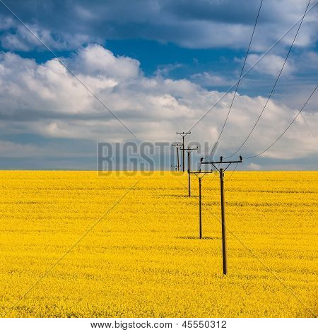 Campo de violación y cielo azul