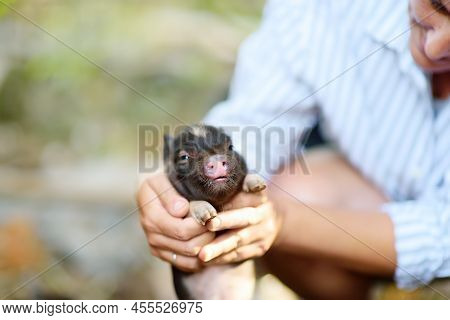 Cute Woman Farmer Or Veterinar Exams A Small Piglet Breed Of Lop-bellied On Backyard Of Farm. Growin