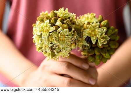 Trevesia Palmata, Edible Flowers In Southeast Asian