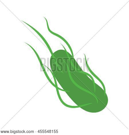 Salmonella Typhi Bacteria Cell Medical Diagram Icon
